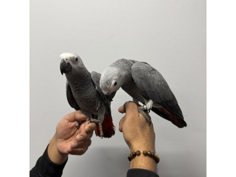 4 aylık yavru jako papağanları