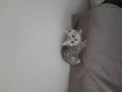 Bayram şekerleri scottish fold
