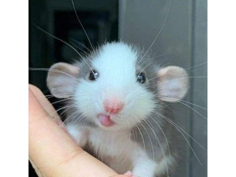 Rat dumbo rat yavrular ve malzemeleri adrese teslim var