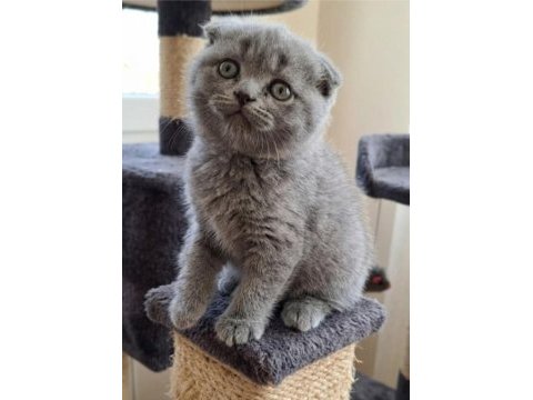 Yeni yuvasına hazır scottish fold