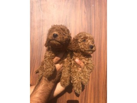 Toy poodle yavrularımız