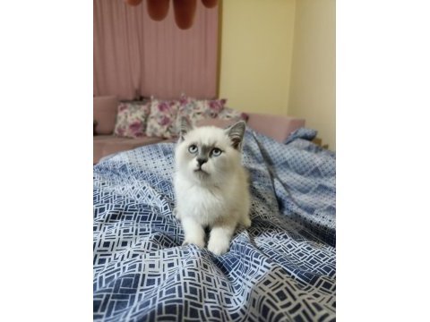 British shorthair kedim