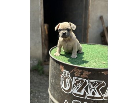 Mükemmel anatomi de french bulldog yavrularımız