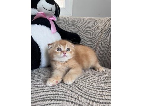 Daha güzel kediler doğmadı