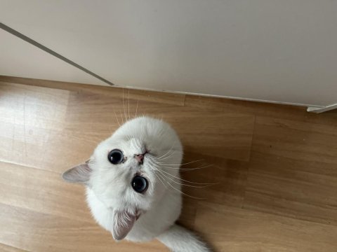 5 aylık british shorthair