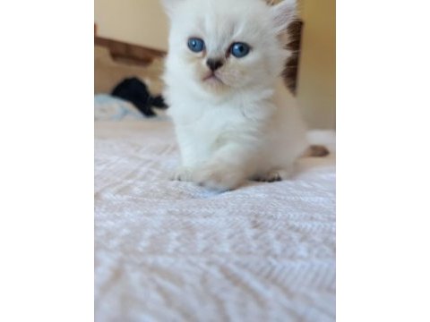 British longhair kedisi