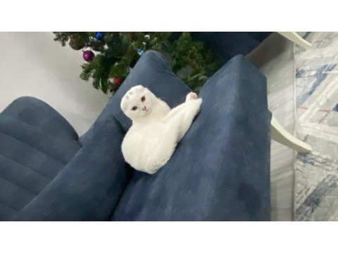 Ücretsiz iyi bakabilecek bir aileye scottish fold