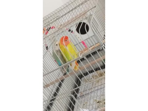 Yumurta yakın olan sevda papağanları