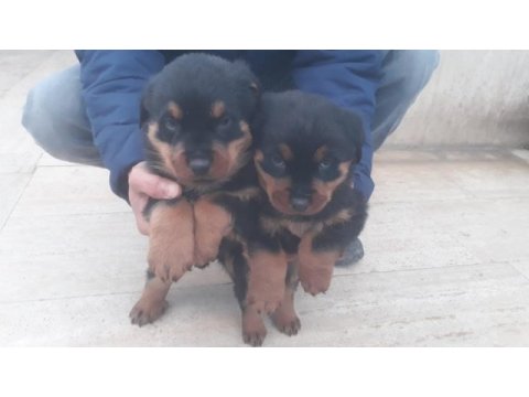 2 aylık rottweiler