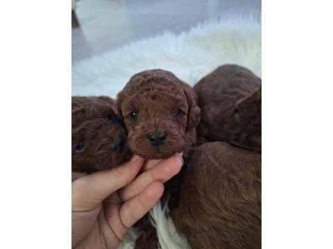 Kore toy poodle