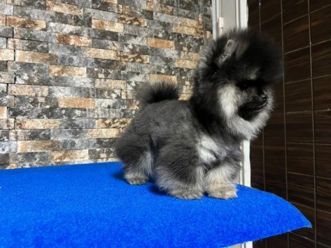 Çok nadir bulunan black tan ayı surat pomeranian yavrumuz