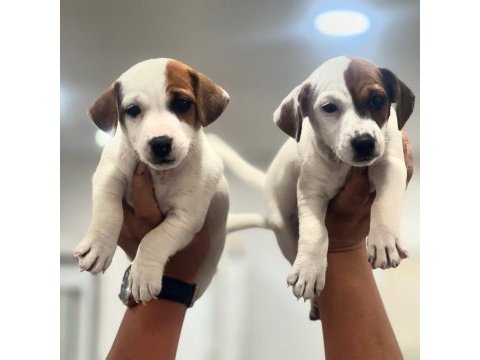 Jack russel terrier yavrular