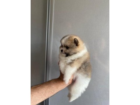 2 erkek ve 1 dişi yavru pomeranian