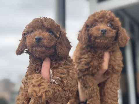 Show kalite kore toy poodle yavrularımız