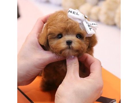 Toy poodle yavrularım