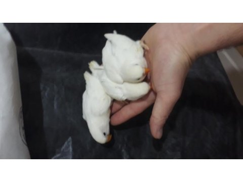 Yerli üretim bebek albino cennet papağanları