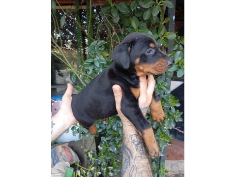 Irk ve sağlık garanti saf kan doberman yavrularımız