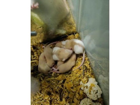 Rat yavruları