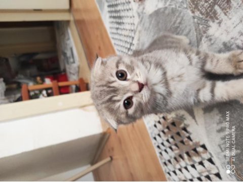 Scottish fold yavrumuz
