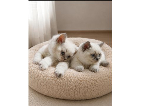 Tatlı british shorthair kardeşler sahiplerini bekliyor