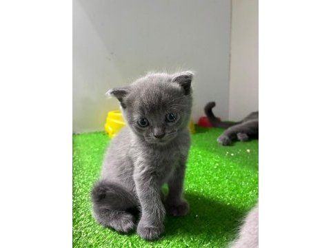 Irk ve sağlık garantili scottish fold