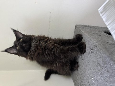 Standart üstü yavrularım safkan maine coon