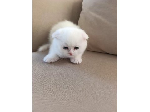 Karbeyaz ns11 scottish fold yavrusu