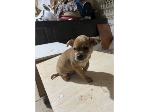 Acil yuva aranıyor minyatür pinscher şivava