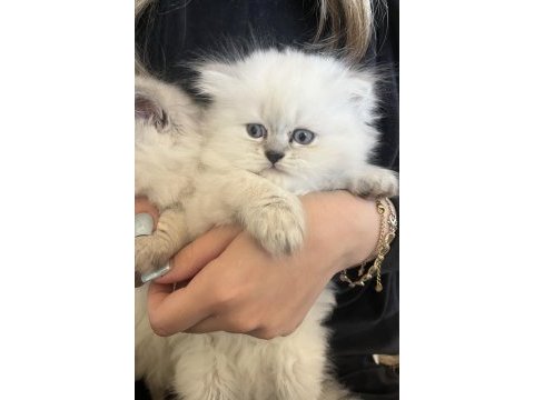 British longhair cins kedimiz erkek
