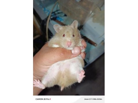 Yumuşacık dişi 2 adet çok sevimli ele alışık hamster