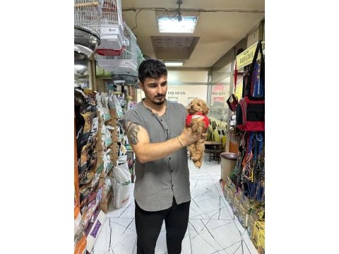 30 cm altı garantili toy poodle