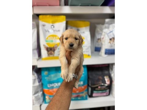 Golden retriever yavruları