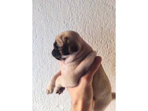 Yavru pug köpekler