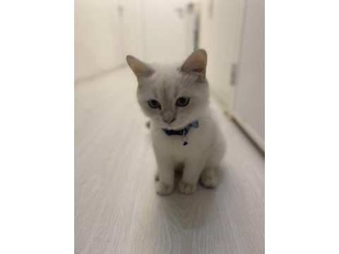 7 aylık british shorthair