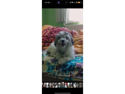 Uyguna dişi terrier