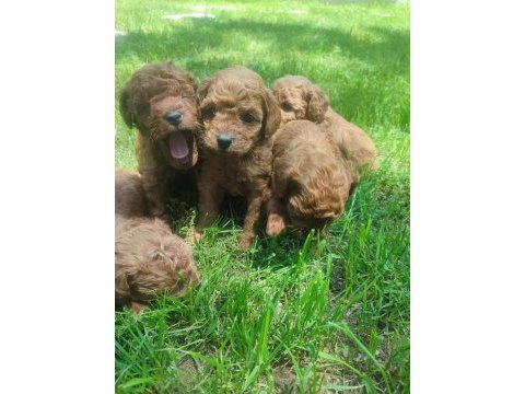 Yavru toy poodle