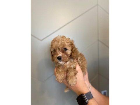 Toy poodle