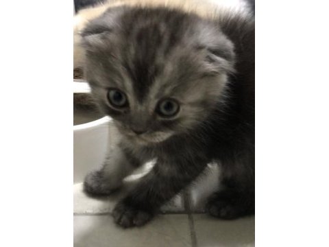 Sağlıklı scottish fold bebişler