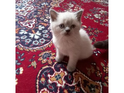 British shorthair dişi yavru oyuncu cana yakın