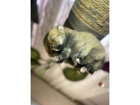 Pomeranian boo 6 adet yavru 4 erkek 2 dişi