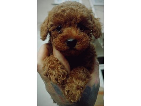 Toy poodle red brown dişi
