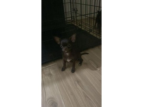 Şivava yavru dişi
