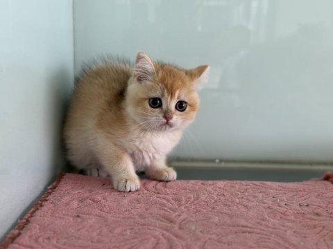 Ankarada ziyarete açık golden british shorthar yavrular