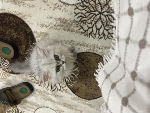 Adana içi ücretsiz sahiplendirme kedimiz