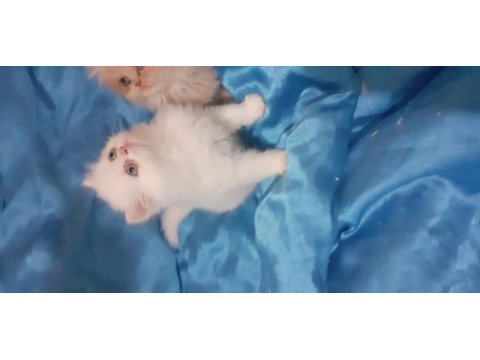 Safkan iran kedisi yavru