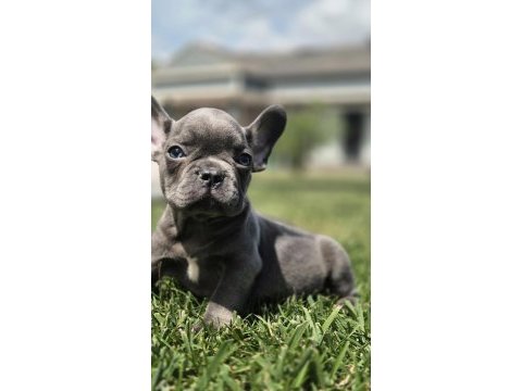 Eşsiz bir french bulldog için bizi aramadan karar vermeyin