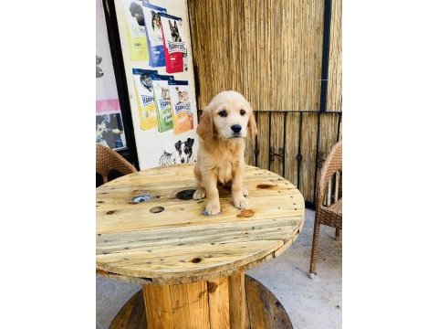 Orjinal kızıl küt burun golden retriever