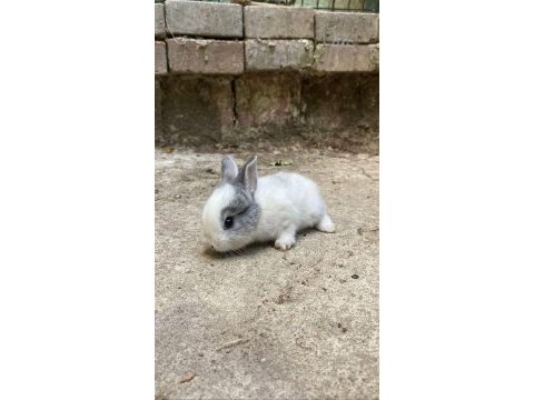 Aslanbaş yavruları istanbul tavşan