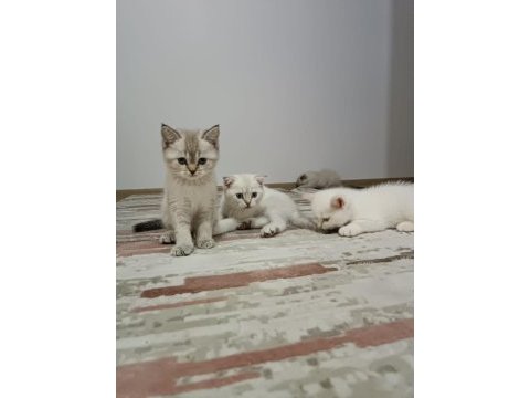 3adet erkek yavru kedi