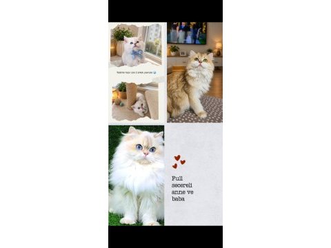 Safkan bebek british longhair mavi gözlü